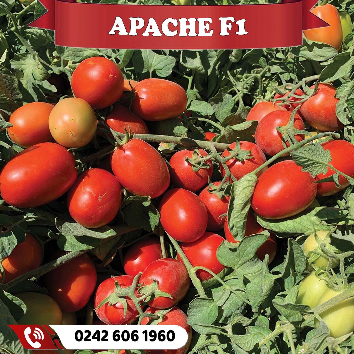 Apache F1 Oturak Domates Fidesi