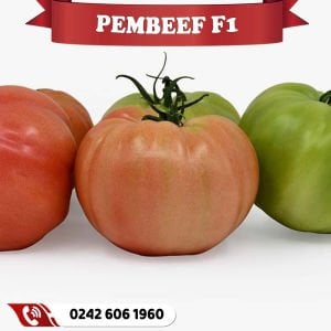 Pembeef F1 Sırık Pembe Domates Fidesi
