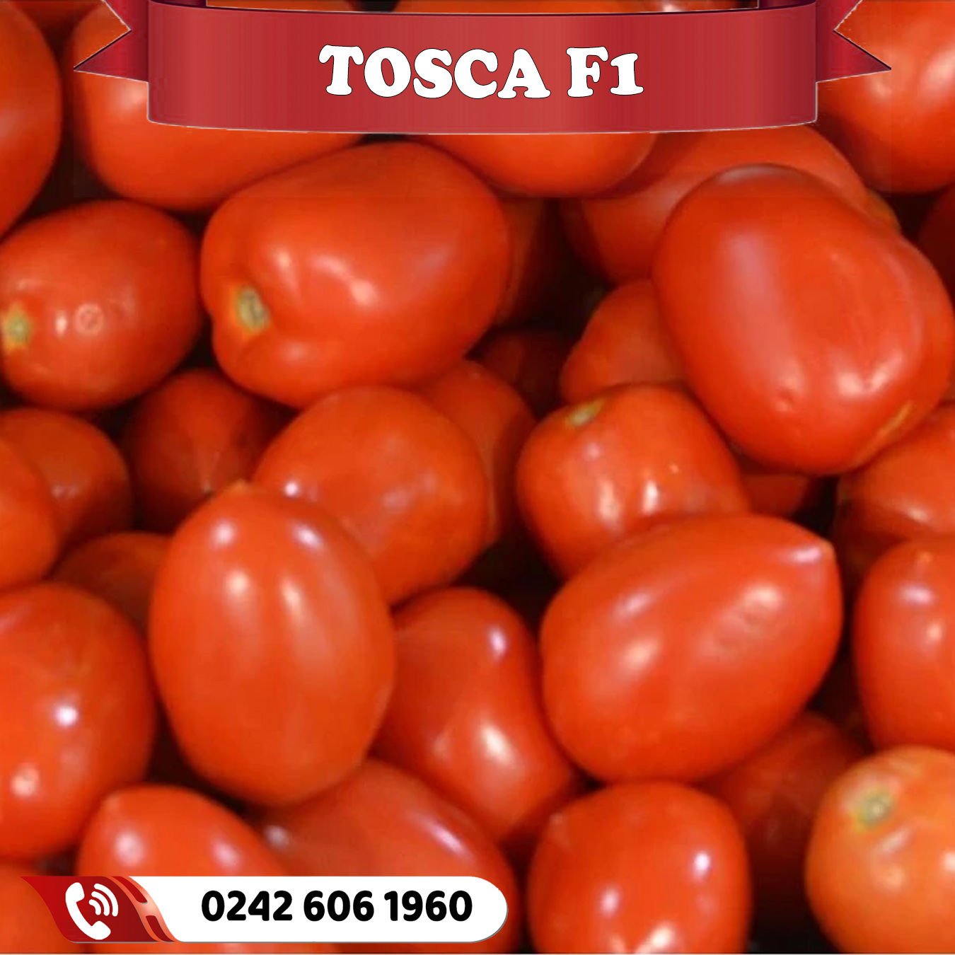 Tosca F1 Oturak Domates Fidesi