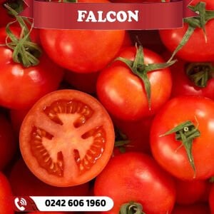 Falcon Tarla Domatesi Fidesi