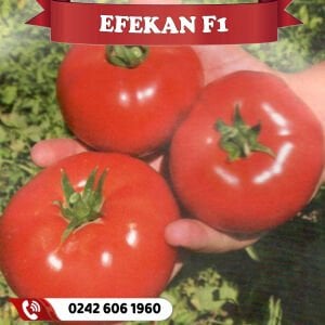 Efekan F1 Oturak Domates Fidesi