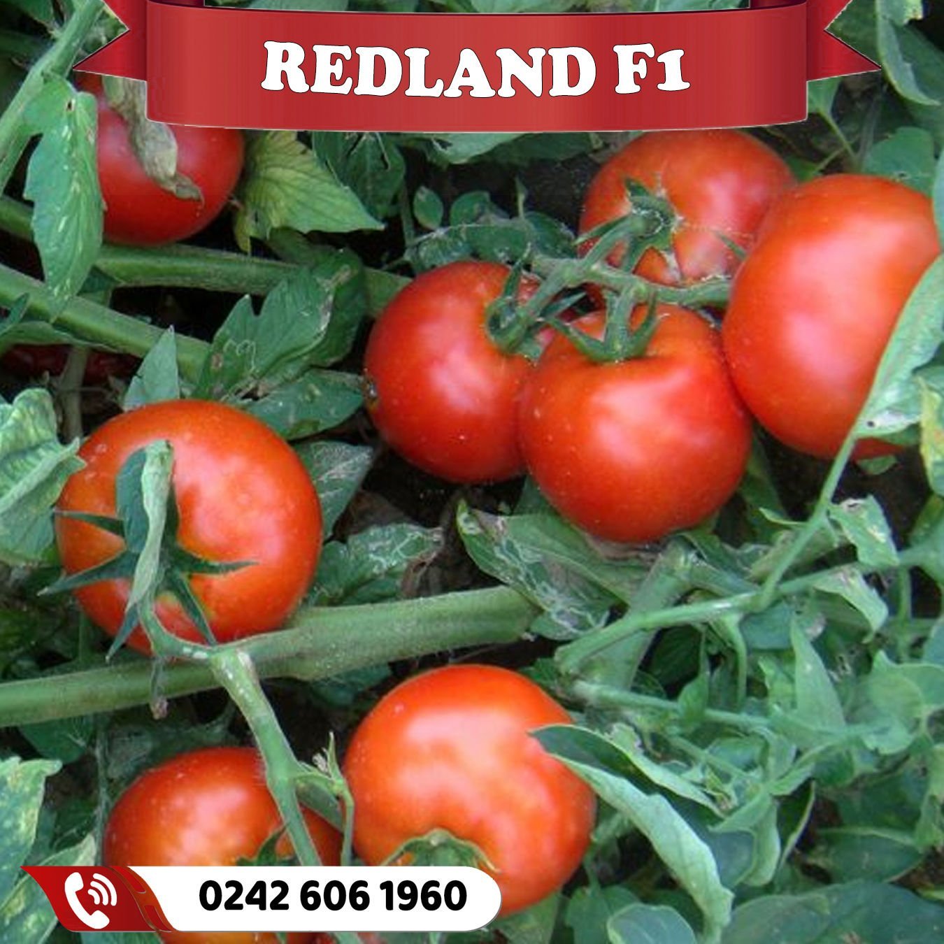 Redland F1 Oturak Domates Fidesi
