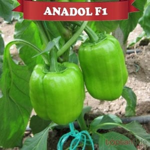 Anadol F1 Dolma Biber Fidesi