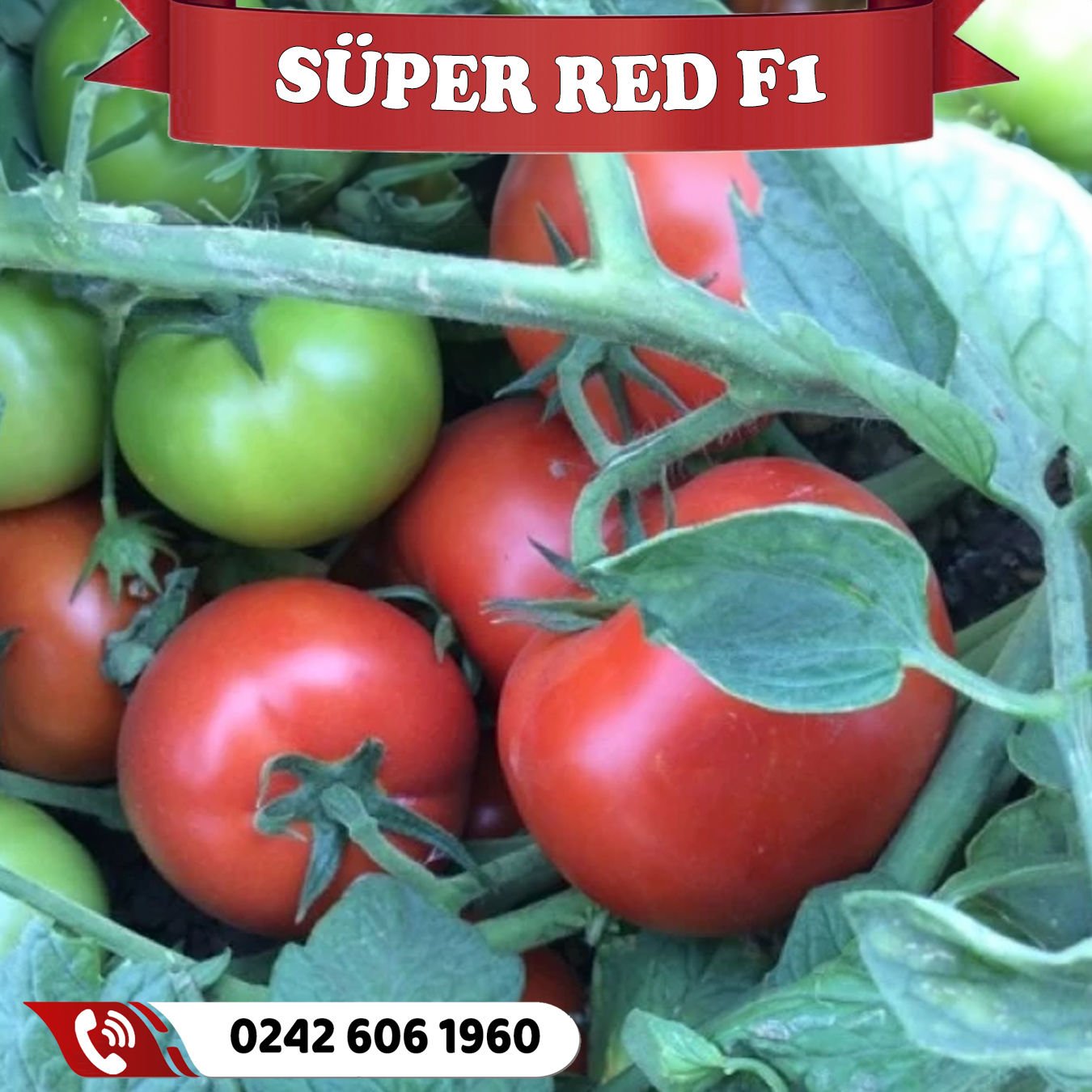 Süper Red F1 Oturak Domates Fidesi