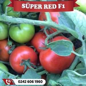 Süper Red F1 Oturak Domates Fidesi
