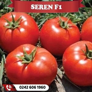 Seren F1 Oturak İri Domates Fidesi