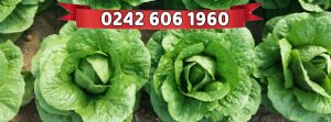 Cospirina Düz Marul Fidesi