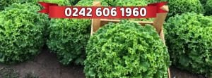 Kanaryole Kıvırcık Marul Fidesi