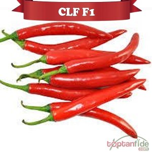 Clf F1 Şili Biber Fidesi