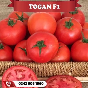 Togan F1 Sofralık Domates Fidesi