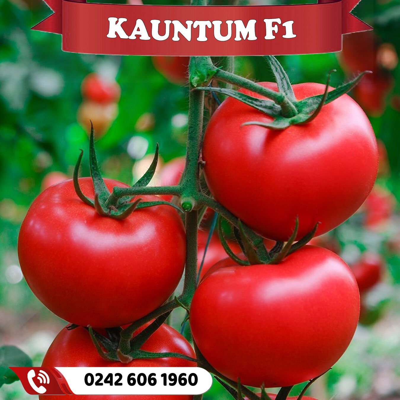 Kuantum F1 Sırık Tane Domates Fidesi