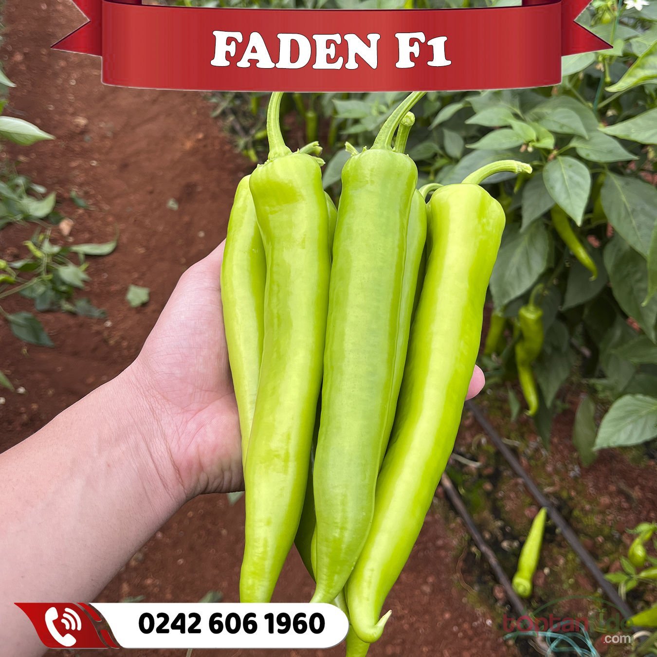 Faden F1 Çarliston Biber Fidesi 384 Fideli Viyol