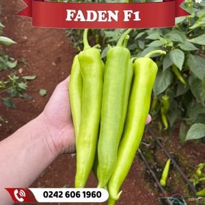 Faden F1 Çarliston Biber Fidesi 384 Fideli Viyol