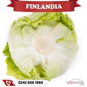 Finlandia İceberg Marul Fidesi