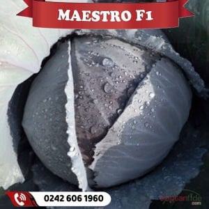 Maestro F1 Kırmızı Lahana Fidesi