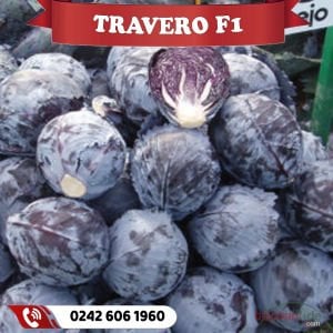 Travero F1 Kırmızı Lahana Fidesi