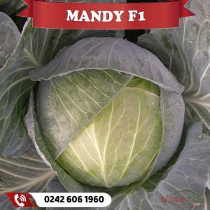 Mandy F1 Beyaz Lahana Fidesi
