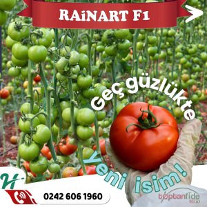 Rainart F1 Geç Güzlük Sırık Domates Fidesi