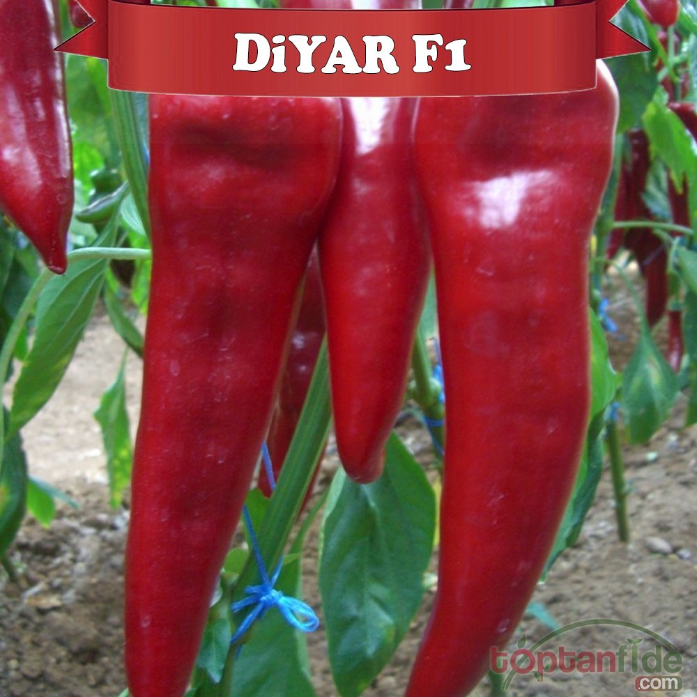 Diyar F1 Kapya Biber Fidesi