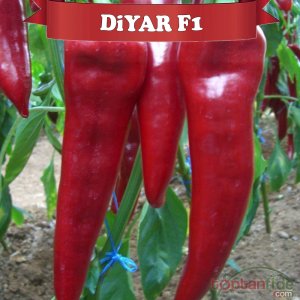 Diyar F1 Kapya Biber Fidesi
