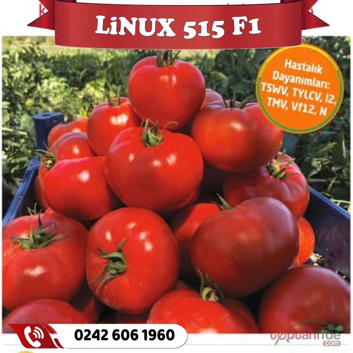 Linux-515 F1 Oturak Domates Fidesi