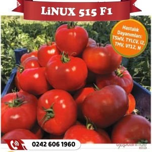 Linux-515 F1 Oturak Domates Fidesi