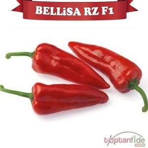 Bellisa RZ F1 Kapya Biber Fidesi
