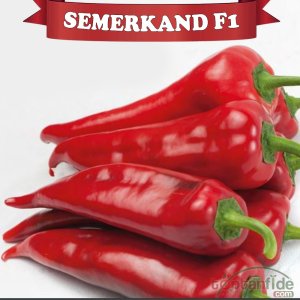 Semerkand F1 Kapya Biber Fidesi