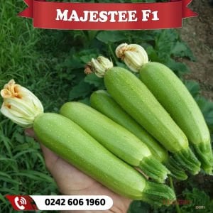 Majestee F1 Kabak Fidesi