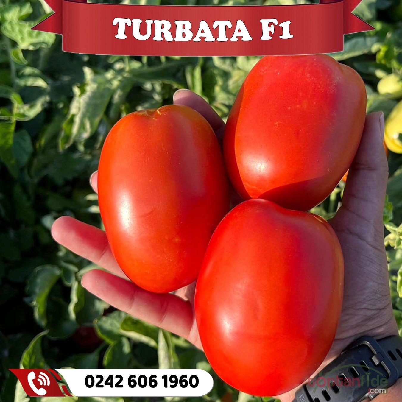 Turbata F1 Roma Tipi Domates Fidesi