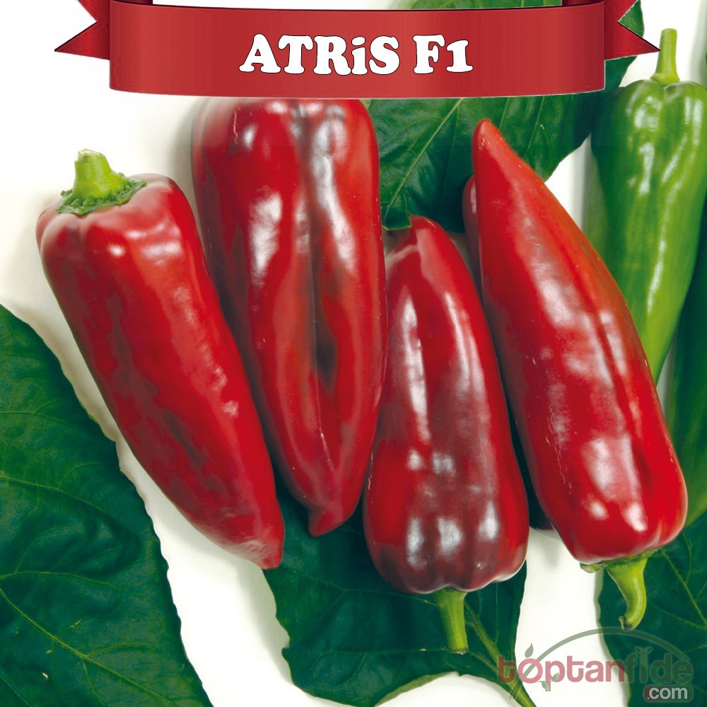 Atris F1 Kapya Biber Fidesi
