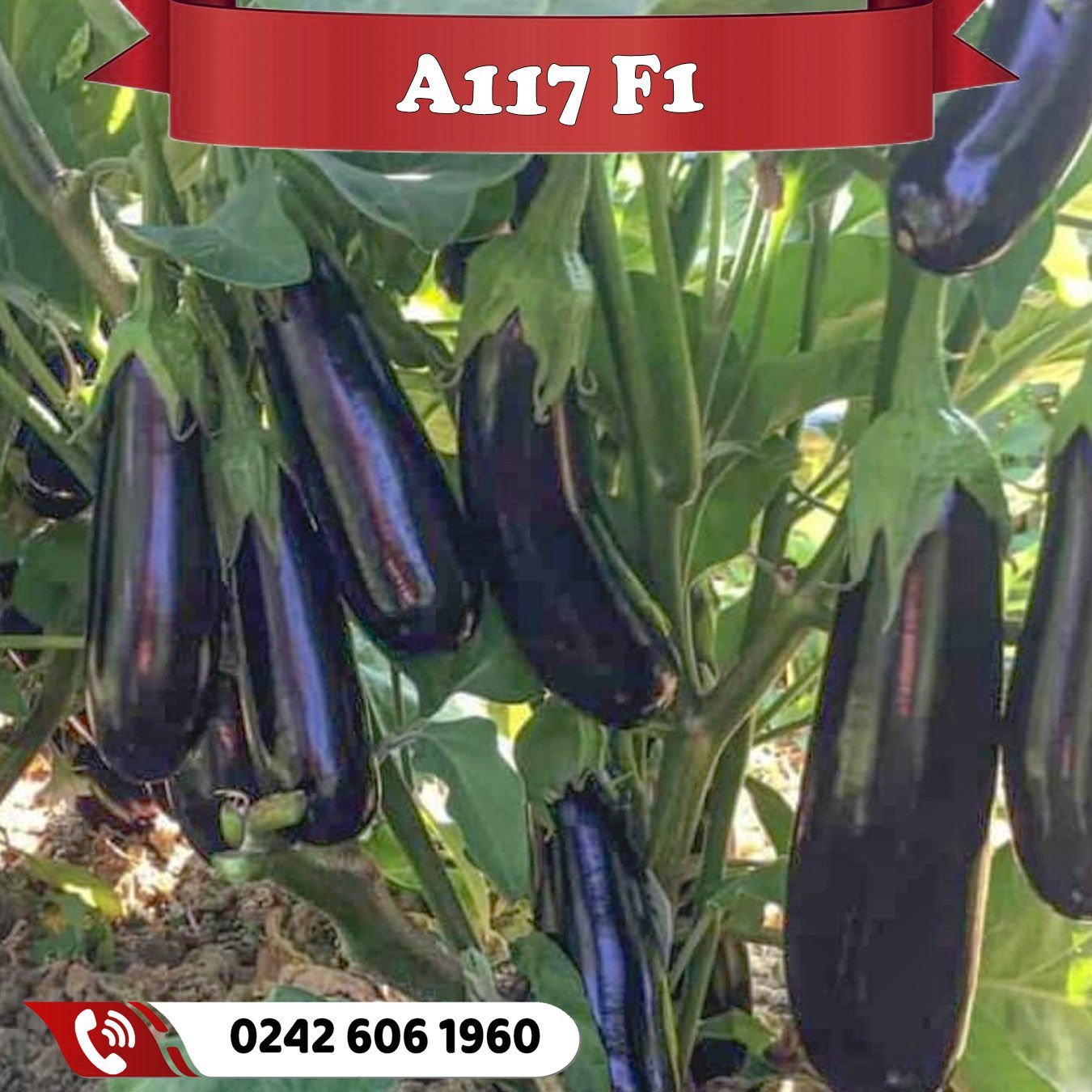A117 F1 Patlıcan Fidesi