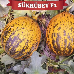 Şükrübey F1 - Hibrit Kırkağaç Kavun Tohumu