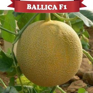 Ballıca F1 - Hibrit Galia Tipi Kavun Tohumu