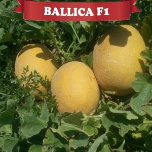 Ballıca F1 - Hibrit Galia Tipi Kavun Tohumu