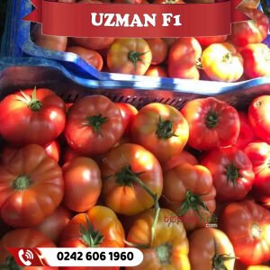 Uzman F1 Köy Domatesi Fidesi