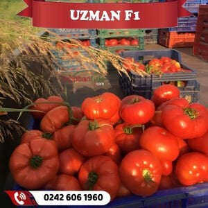 Uzman F1 Köy Domatesi Fidesi