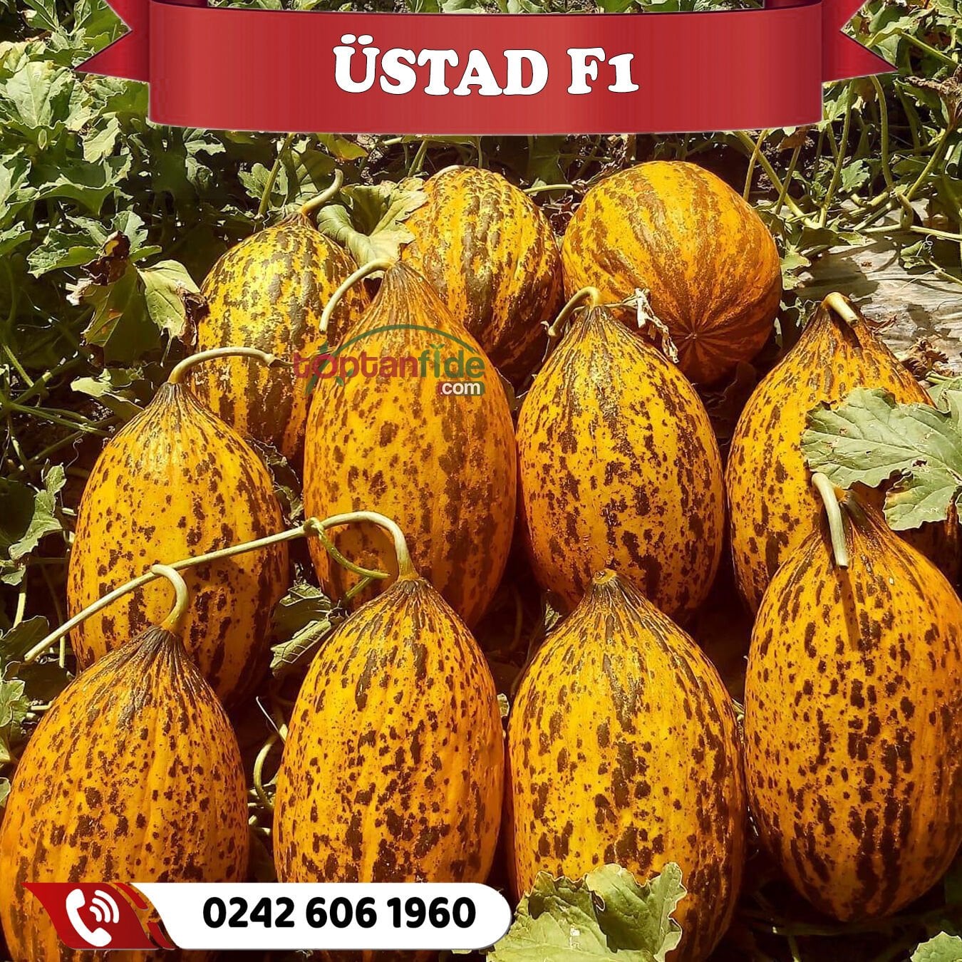 Üstad F1 Kırkağaç Kavun Fidesi