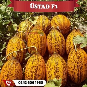 Üstad F1 Kırkağaç Kavun Fidesi