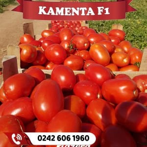 Kamenta F1 Salçalık Domates Fidesi 384 Fideli Viyol