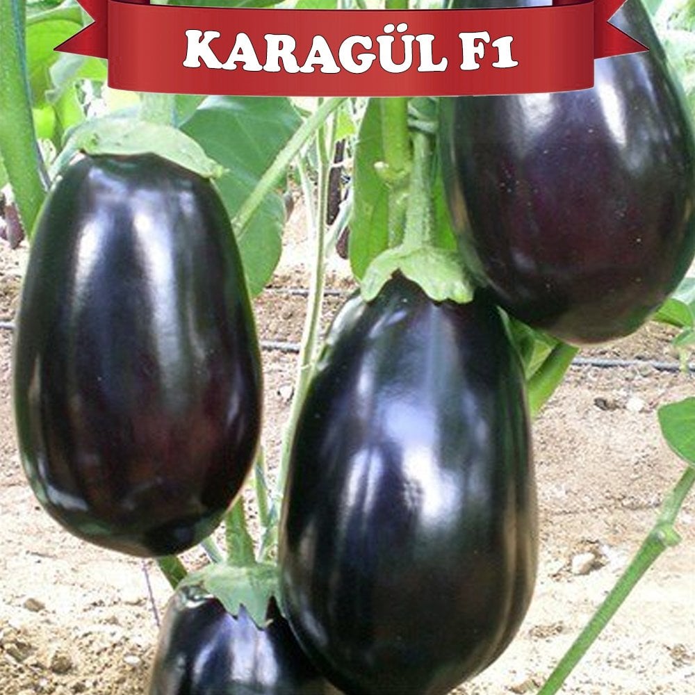 Karagül F1 Topan Patlıcan Fidesi