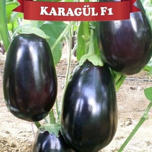 Karagül F1 Topan Patlıcan Fidesi