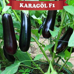 Karagöl F1 Patlıcan Fidesi