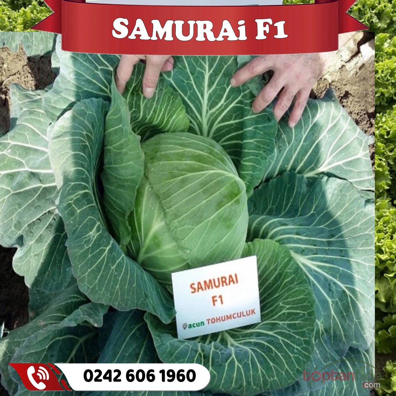 G. Samurai F1 115 Günlük Beyaz Lahana Fidesi