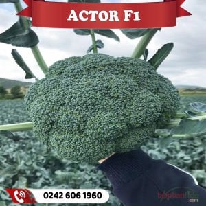 Actor F1 Güzlük Erkenci Brokoli Fidesi