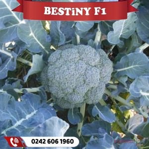 Bestiny F1 115 Günlük Brokoli Fidesi