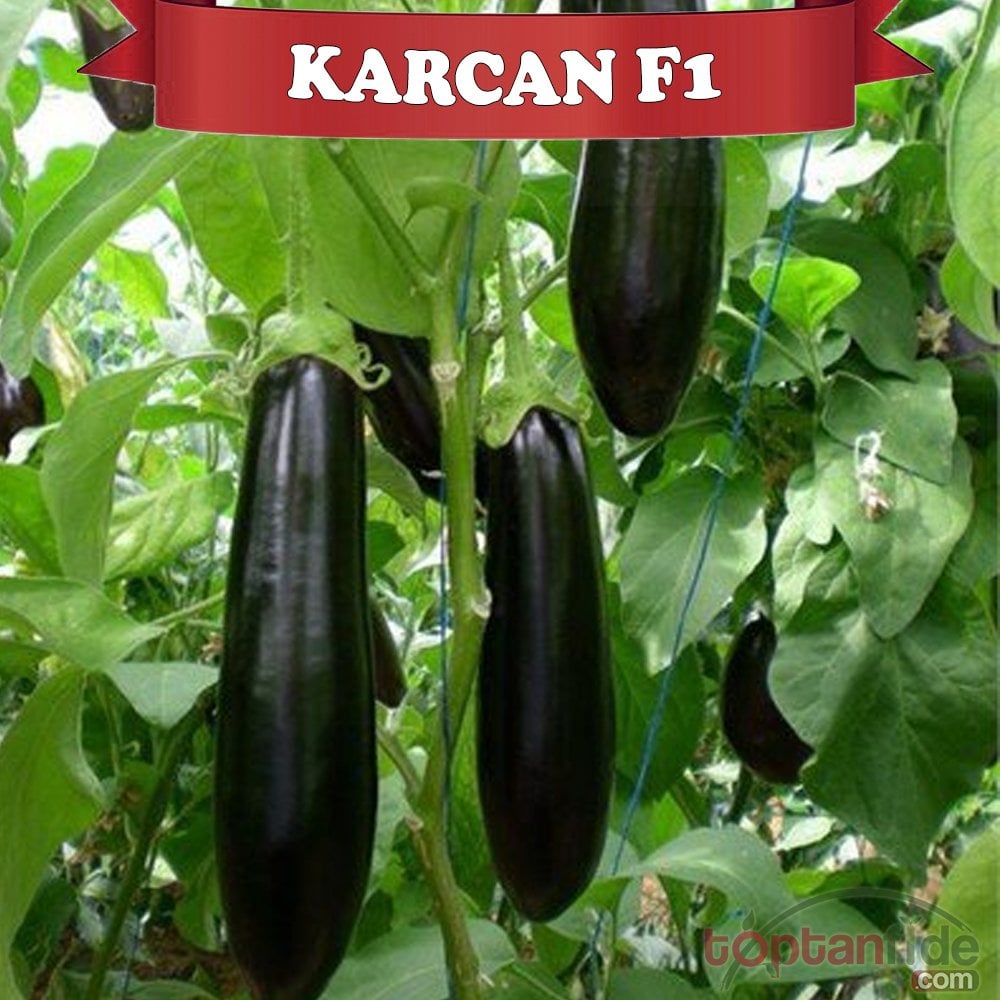 Karcan F1 Patlıcan Fidesi