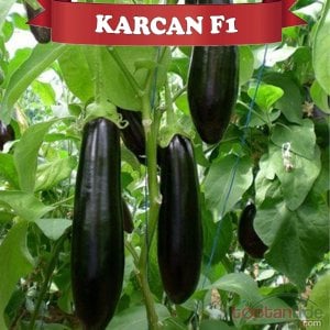 Karcan F1 Patlıcan Fidesi