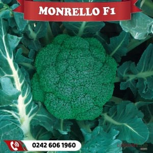 Monrello F1 80 Günlük Brokoli Fidesi