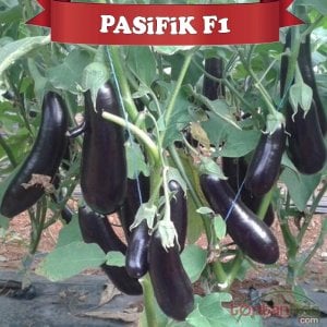 Pasifik F1 Patlıcan Fidesi